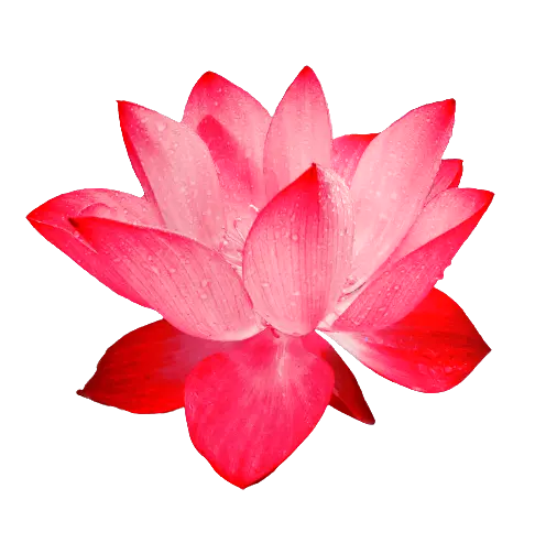 Deine Selbstliebe erblüht in der Selbstliebe Meditation