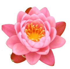 Mehr Liebe leben durch Selbstliebe Coaching. Zu sehen ist eine Lotosblüte rosa