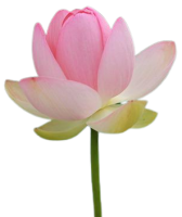 Wie erstaunlich könnte deine Veränderung sein. Zu sehen ist eine Lotosblume rosa