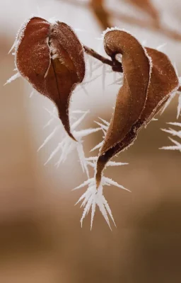 Das Kind ist grundsätzlich erstmal vollkommen frei in seinem SEIN und in seinem Ausdruck. Erlebt nun dieses Kind auf seinen emotionalen Ausdruck oder auf seine Existenz hin irgendeine Form der Bewertung, lernt es, dass bestimmte Anteile von ihm offensichtlich nicht in Ordnung sind. Und schon entstehen entsprechende Überzeugungen wie z.B. „Ich bin nicht gut genug.“, „Ich bin nicht wichtig.“, „Ich bin nur erwünscht, wenn ich xy bin oder tue.“. Und mit diesen Überzeugungen gehen parallel permanente Vergleiche mit anderen und Selbstbewertungen einher. Alles das komplette Gegenteil von Liebe und Selbstliebe, wo es darum geht, alles bedingungslos mit Mitgefühl und Verständnis anzunehmen.